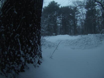 Cohasset_Blizzard_Tree_Base